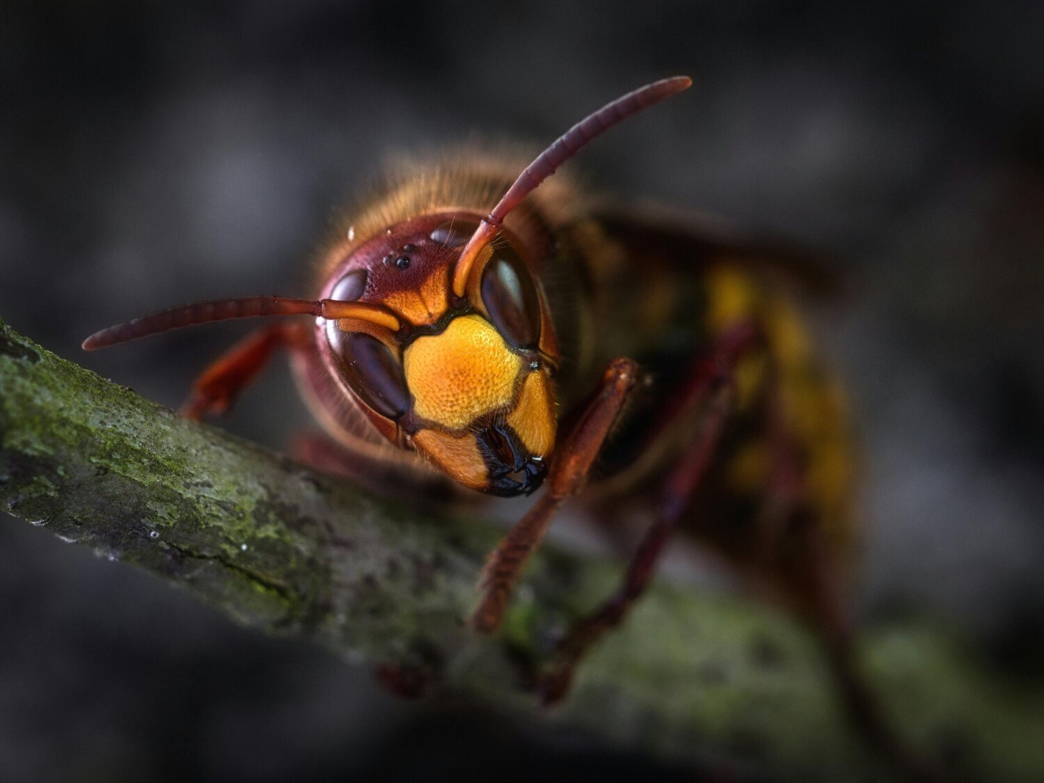 Muere un cazador en Lugo tras pisar un nido de avispas y terminar brutalmente atacado