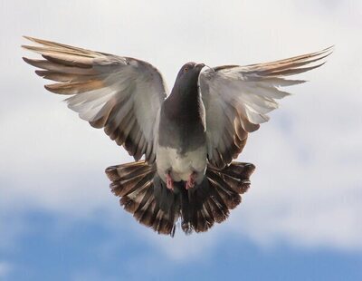 Alerta por gripe aviar en Madrid: detectado un foco en pleno centro de la capital