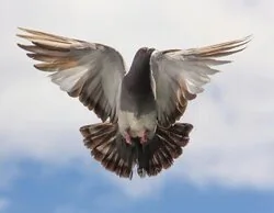 Alerta por gripe aviar en Madrid: detectado un foco en pleno centro de la capital