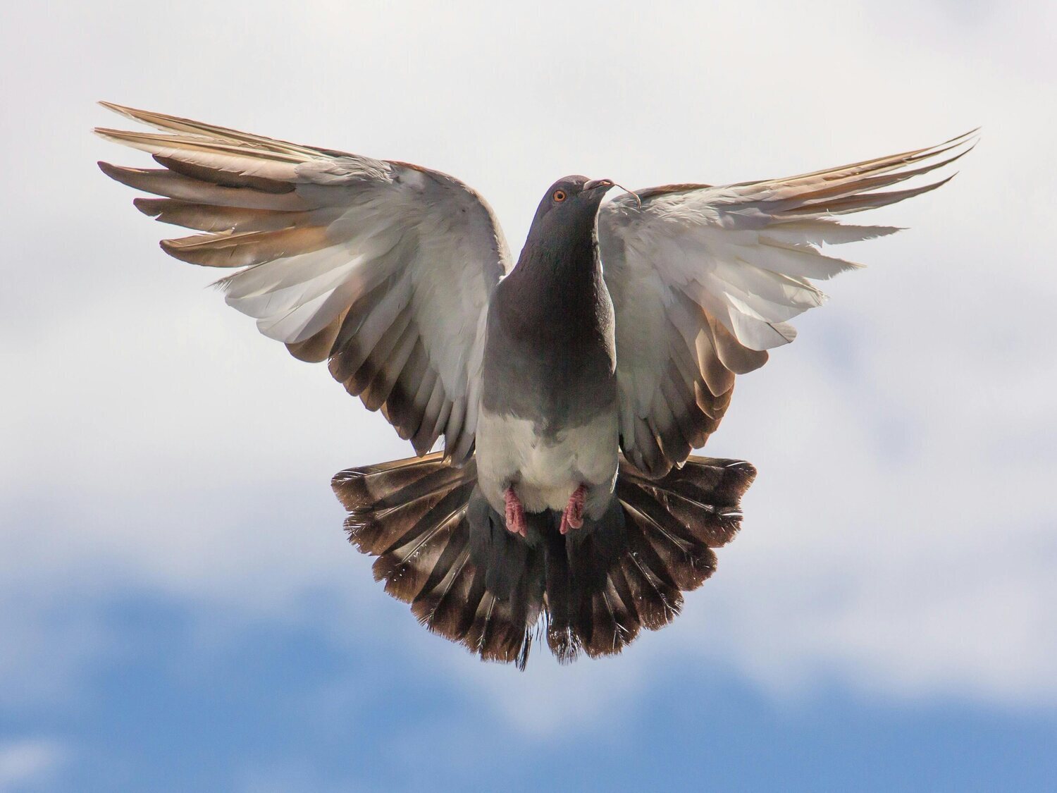Alerta por gripe aviar en Madrid: detectado un foco en pleno centro de la capital