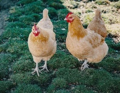 Qué síntomas tiene la gripe aviar: el motivo por el que se confinan gallinas en España