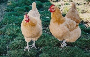 Qué síntomas tiene la gripe aviar: el motivo por el que se confinan gallinas en España