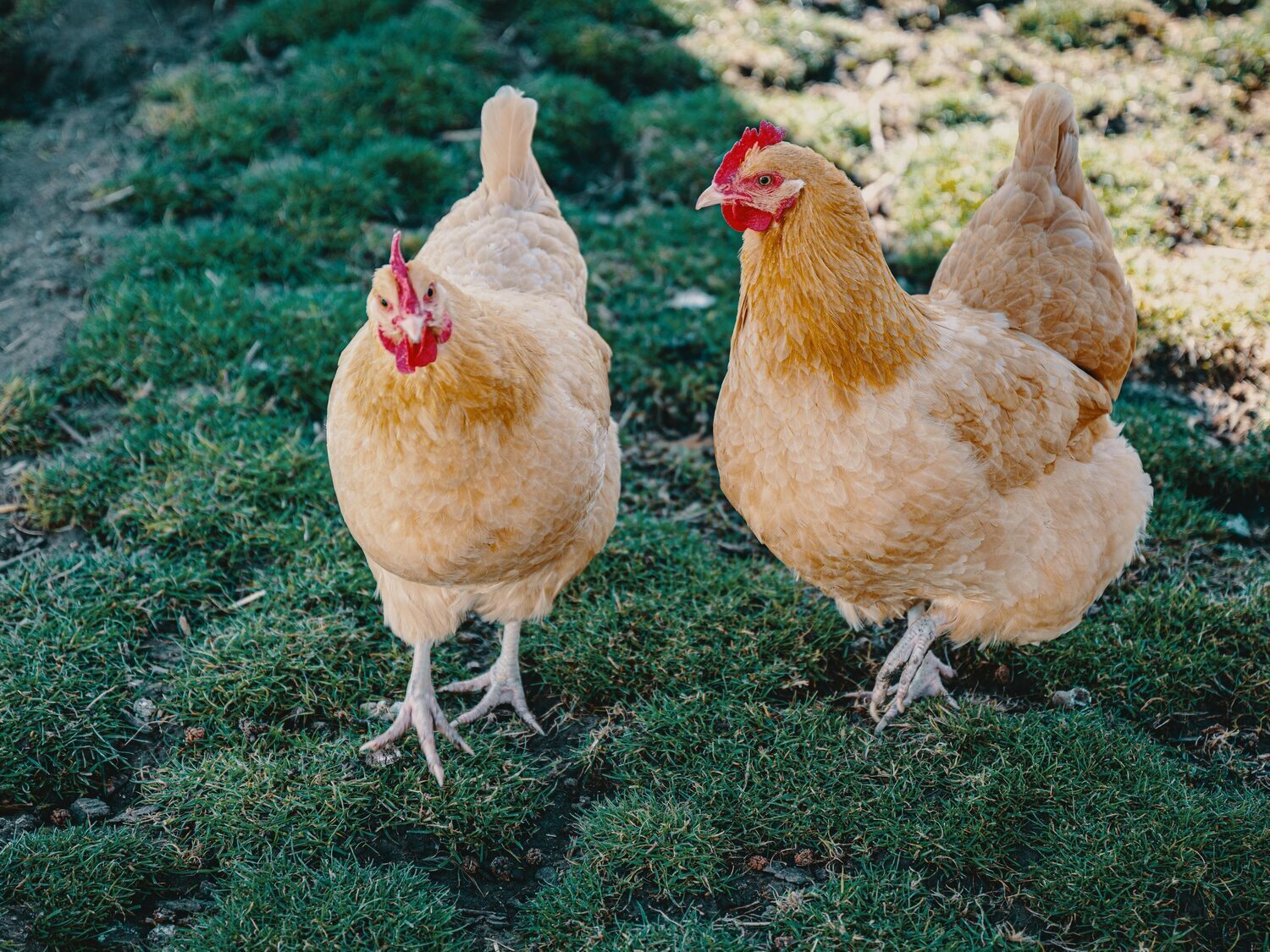 Qué síntomas tiene la gripe aviar: el motivo por el que se confinan gallinas en España