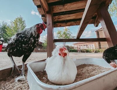 Alerta por epidemia en Estados Unidos: primer salto de la gripe aviar H5N5 a humanos