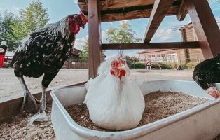 Alerta por epidemia en Estados Unidos: primer salto de la gripe aviar H5N5 a humanos