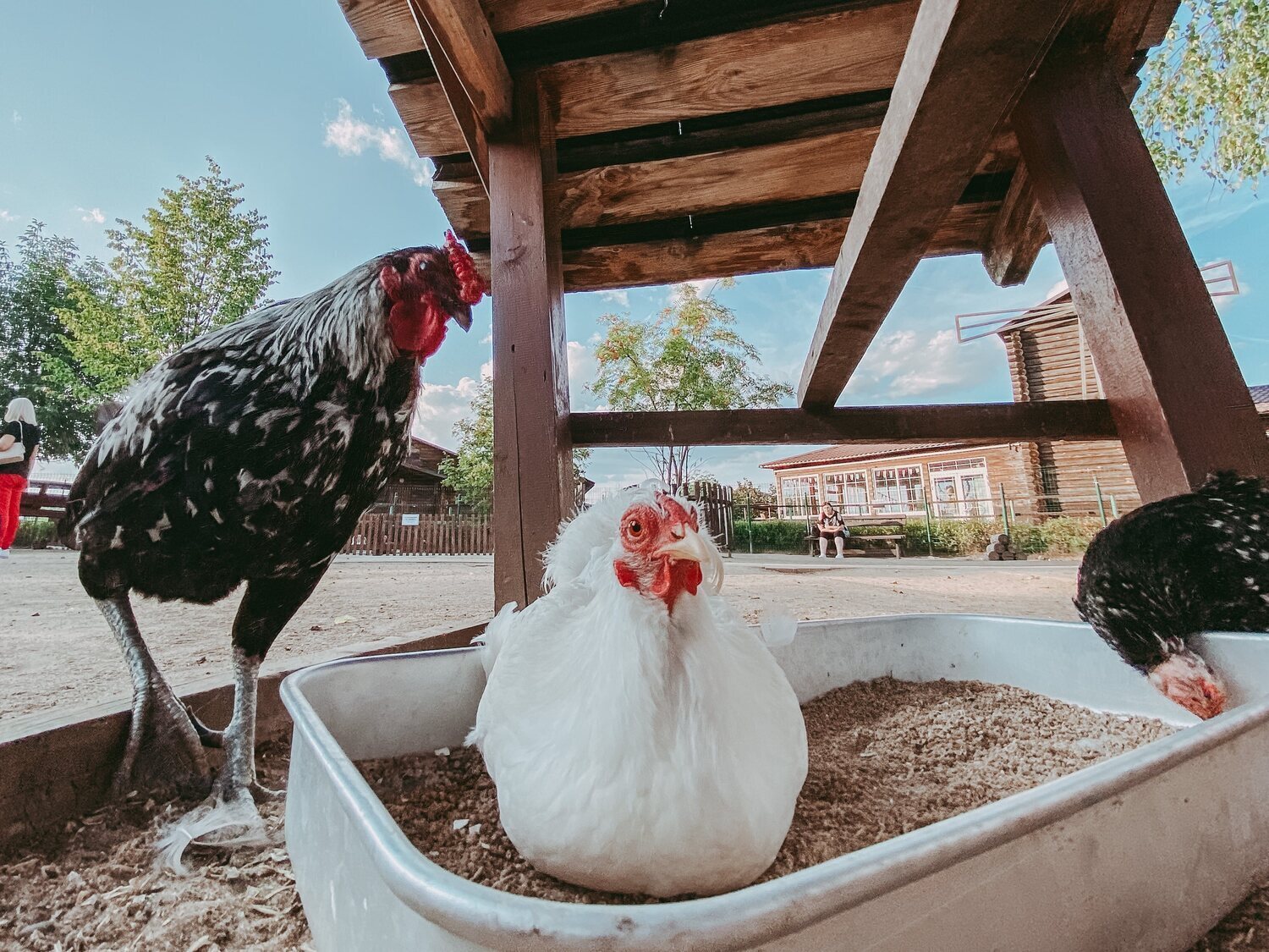 Alerta por epidemia en Estados Unidos: primer salto de la gripe aviar H5N5 a humanos