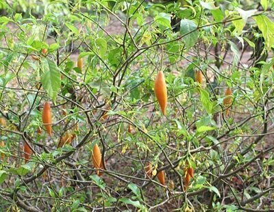 Qué es la Ibogaína: la droga a la que recurren cada vez más famosos