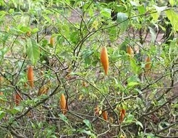 Qué es la Ibogaína: la droga a la que recurren cada vez más famosos