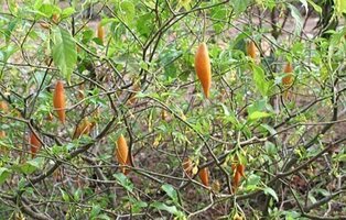 Qué es la Ibogaína: la droga a la que recurren cada vez más famosos