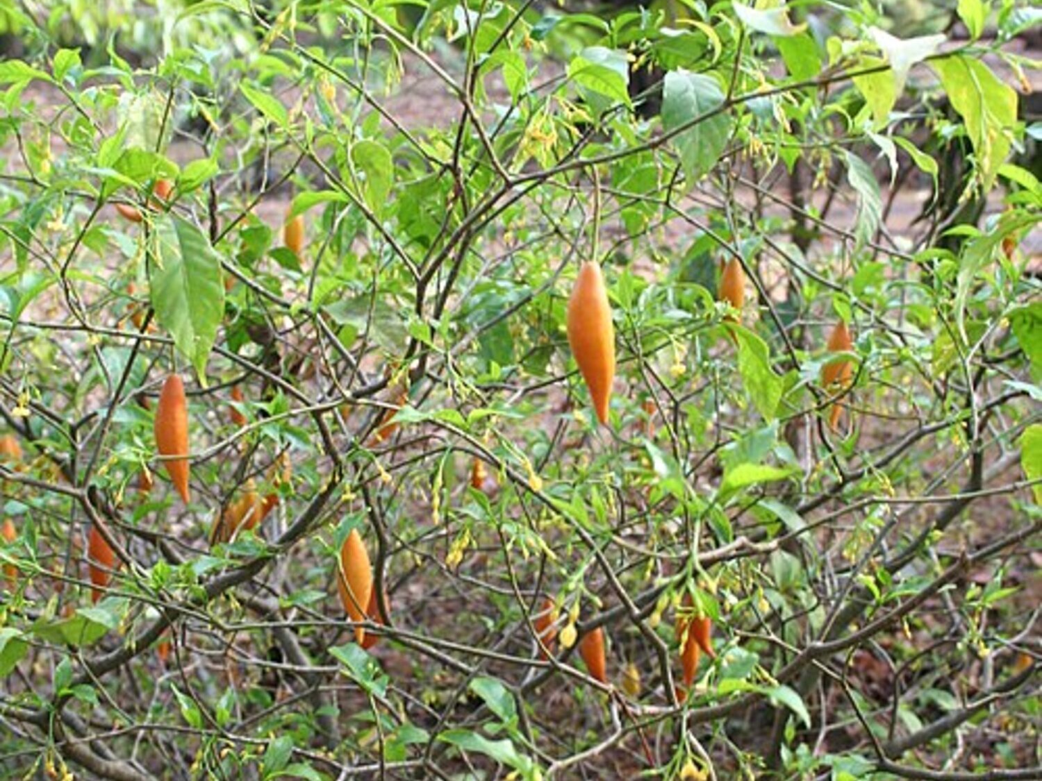 Qué es la Ibogaína: la droga a la que recurren cada vez más famosos