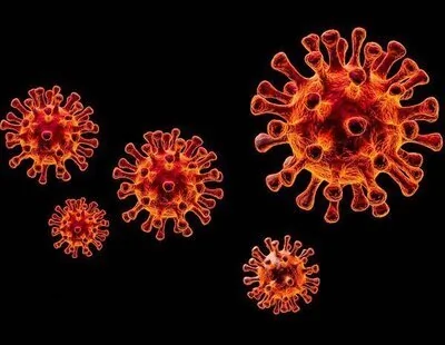 Alerta por peste porcina africana en Barcelona: síntomas y vías de contagio