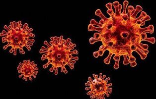 Alerta por peste porcina africana en Barcelona: síntomas y vías de contagio