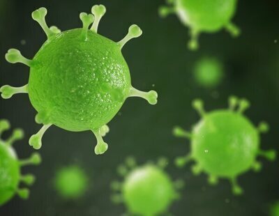 Sale a la luz el origen del brote de peste porcina africana en Cataluña: qué implica