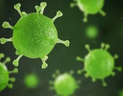 Sale a la luz el origen del brote de peste porcina africana en Cataluña: qué implica