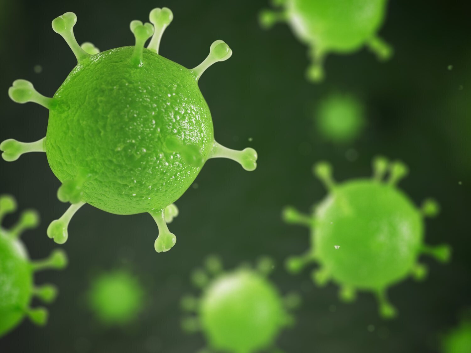 Sale a la luz el origen del brote de peste porcina africana en Cataluña: qué implica