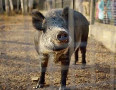 Qué riesgo hay por comer carne de cerdo: en plena alerta por peste porcina africana