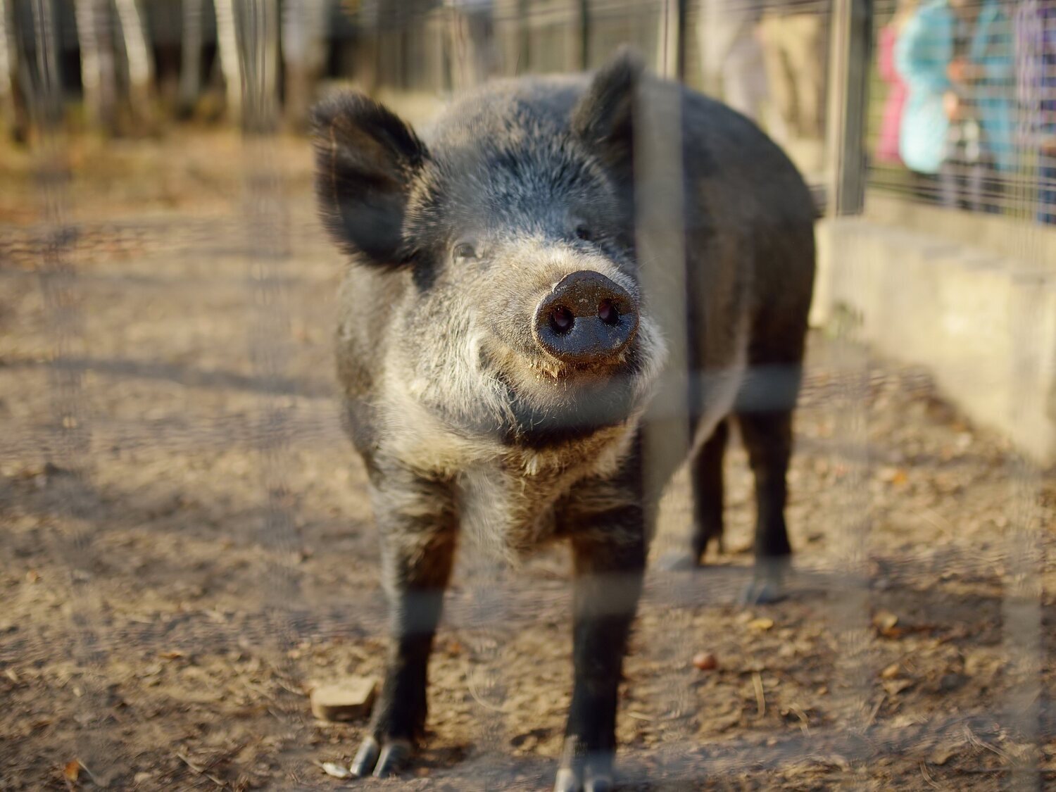 Qué riesgo hay por comer carne de cerdo: en plena alerta por peste porcina africana