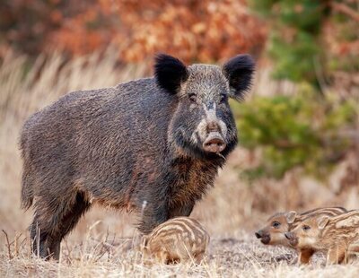 Sale a la luz la intención del laboratorio señalado por la peste porcina africana