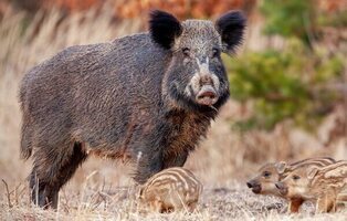 Sale a la luz la intención del laboratorio señalado por la peste porcina africana