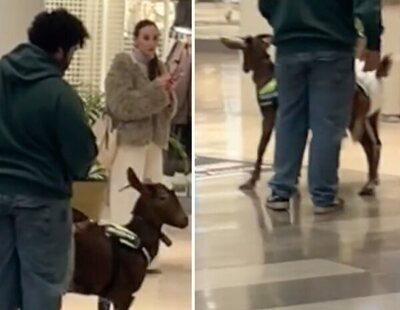 Graban a un hombre paseándose con una cabra en pañales en un centro comercial de Sevilla