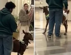 Graban a un hombre paseándose con una cabra en pañales en un centro comercial de Sevilla