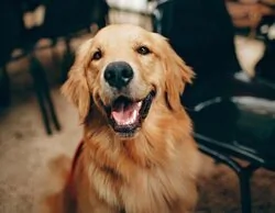 El municipio de Madrid que usará el ADN canino para multar con hasta 600 euros