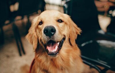 El municipio de Madrid que usará el ADN canino para multar con hasta 600 euros