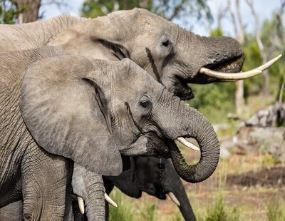 Un turista muere atacado por un elefante salvaje en el parque Khao Yai, en Tailandia
