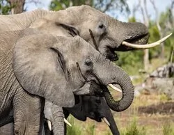 Un turista muere atacado por un elefante salvaje en el parque Khao Yai, en Tailandia