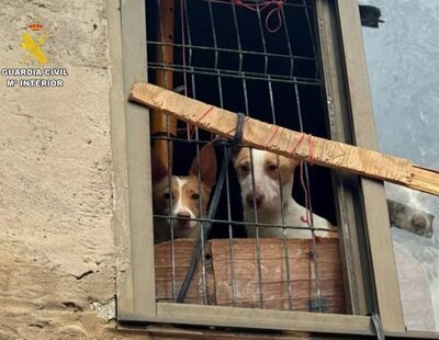 Maltrato animal: rescatan once perros famélicos y rodeados de excrementos en Burgos