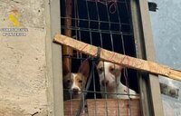 Maltrato animal: rescatan once perros famélicos y rodeados de excrementos en Burgos