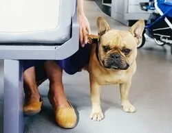 Adiós a viajes con mascotas en la Unión Europea: nueva normativa desde el 22 de abril