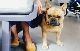 Adiós a viajes con mascotas en la Unión Europea: nueva normativa desde el 22 de abril