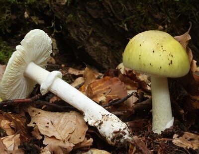 Alerta sanitaria: cuatro muertos y tres trasplantes de hígado por el sombrero de la muerte