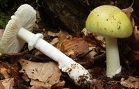 Alerta sanitaria: cuatro muertos y tres trasplantes de hígado por el sombrero de la muerte