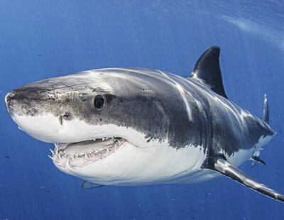 Por qué preocupa el avistamiento de un tiburón blanco en Alicante: qué precauciones seguir
