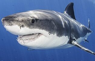 Por qué preocupa el avistamiento de un tiburón blanco en Alicante: qué precauciones seguir