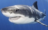 Por qué preocupa el avistamiento de un tiburón blanco en Alicante: qué precauciones seguir