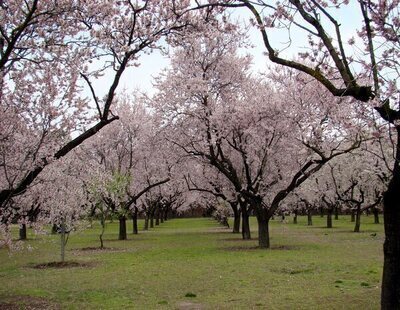 ¿Cuándo comienzan a florecer los almendros?