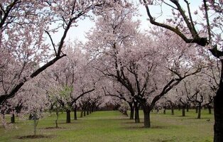 ¿Cuándo comienzan a florecer los almendros?