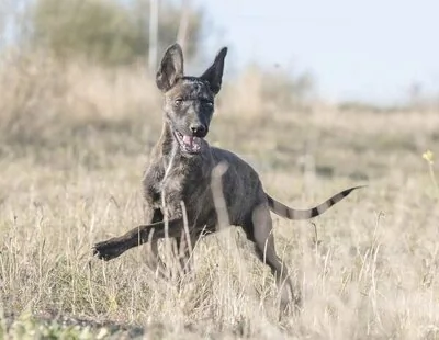 Qué es la enfermedad de Aujezsky: ha provocado la muerte de cuatro perros en Cantabria