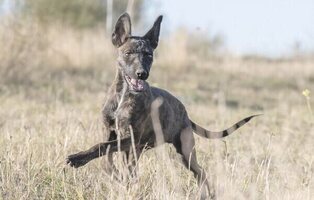 Qué es la enfermedad de Aujezsky: ha provocado la muerte de cuatro perros en Cantabria