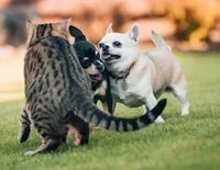 Cómo deducir hasta 100 euros por gastos veterinarios en la Renta 2026: pasos a seguir