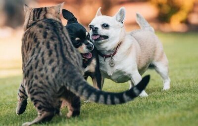 Cómo deducir hasta 100 euros por gastos veterinarios en la Renta 2026: pasos a seguir