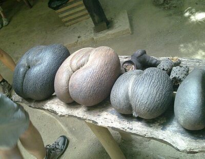 Qué es 'coco de mer': así es la semilla más grande del mundo con 30 kilos y medio metro