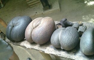 Qué es 'coco de mer': así es la semilla más grande del mundo con 30 kilos y medio metro