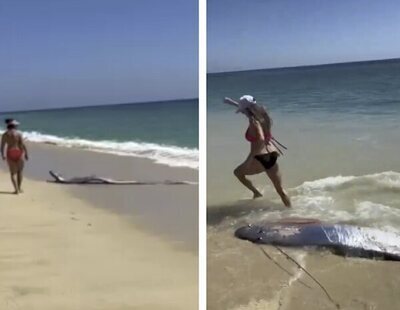 Qué es el pez del fin del mundo: el extraño animal marino que irrumpe en México