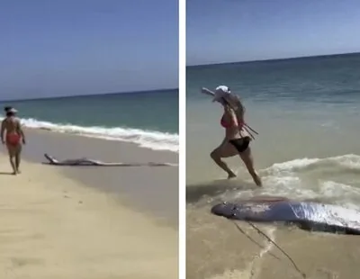 Qué es el pez del fin del mundo: el extraño animal marino que irrumpe en México