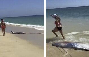 Qué es el pez del fin del mundo: el extraño animal marino que irrumpe en México