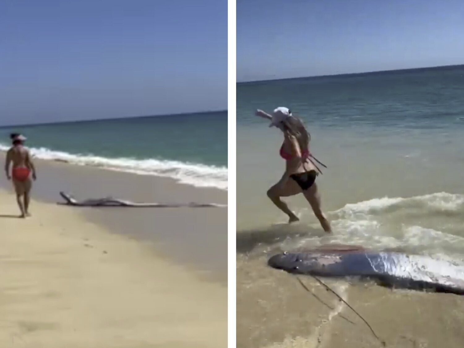 Qué es el pez del fin del mundo: el extraño animal marino que irrumpe en México